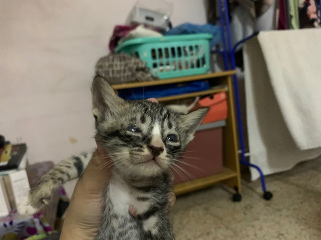 Little Miss And Mister - Domestic Short Hair + Tuxedo Cat