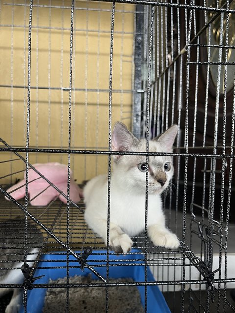 Padme, Leo And Tony - Siamese Cat