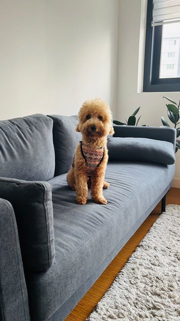 Goofy - Poodle Dog