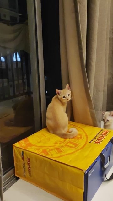 Orange Munchkin - Munchkin + Domestic Medium Hair Cat