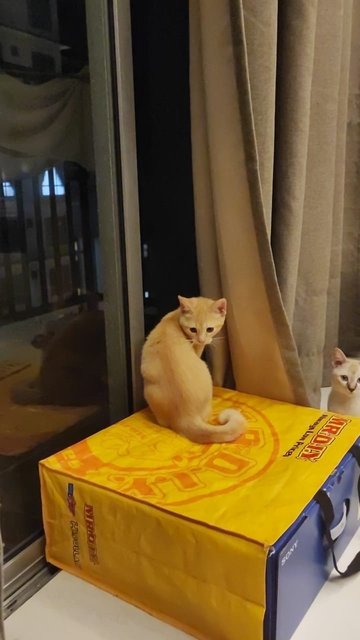 Orange Munchkin - Munchkin + Domestic Medium Hair Cat