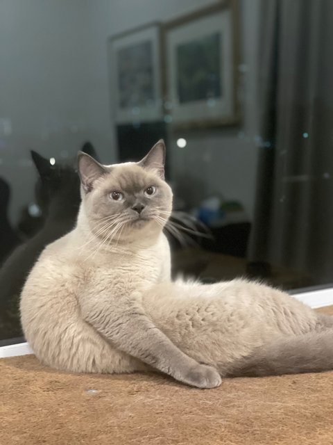 Ginkgo  - British Shorthair + Siamese Cat