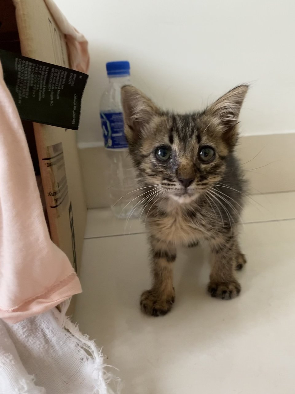 Tiger - Domestic Long Hair Cat