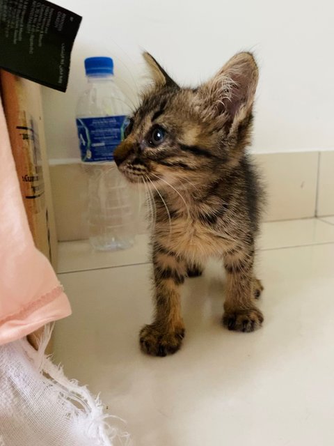 Tiger - Domestic Long Hair Cat