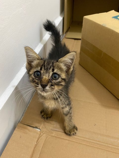 Tiger - Domestic Long Hair Cat