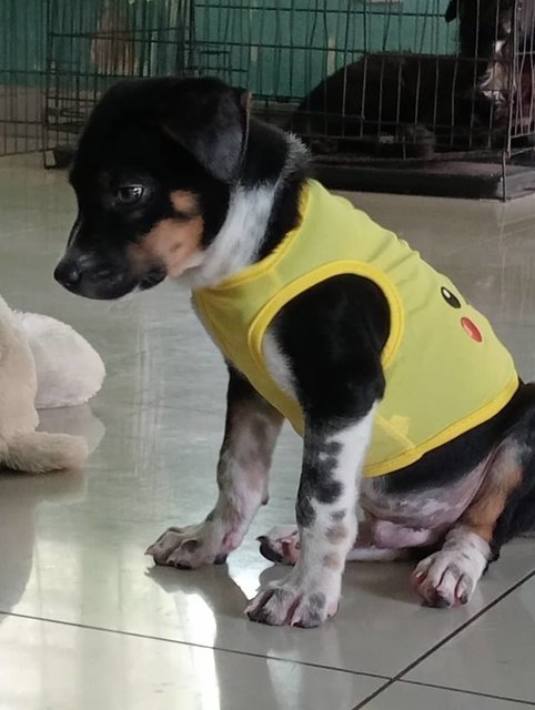 Little Chiko (V) - Mixed Breed Dog