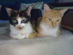 Gremlin &amp; Jessintha - Domestic Medium Hair Cat