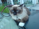 Shello - Birman + Siamese Cat