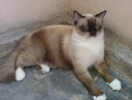 Shello - Birman + Siamese Cat