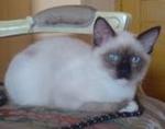 Shello - Birman + Siamese Cat