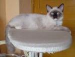 Shello - Birman + Siamese Cat