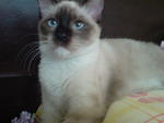 Shello - Birman + Siamese Cat