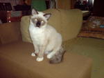 Shello - Birman + Siamese Cat