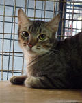 Rosto - Tabby Cat