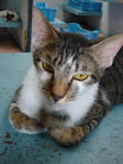 Troy - Tabby Cat