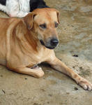 Roscoe - Labrador Retriever Mix Dog