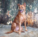 Sheena - Mixed Breed Dog