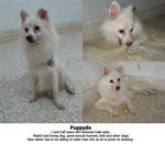 Puppydo - Spitz Dog