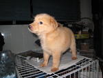 Goldie - Golden Retriever + Spitz Dog