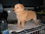 Goldie - Golden Retriever + Spitz Dog