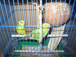 Budgies - Budgie/Budgerigar Bird