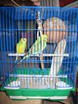 Budgies - Budgie/Budgerigar Bird