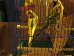 Budgies - Budgie/Budgerigar Bird