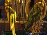 Budgies - Budgie/Budgerigar Bird