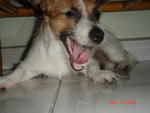 Baby - Jack Russell Terrier Dog