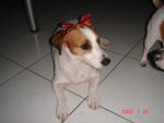 Missy - Jack Russell Terrier Dog