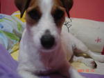 Missy - Jack Russell Terrier Dog