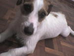 Missy - Jack Russell Terrier Dog