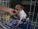 Wish - Chihuahua Dog