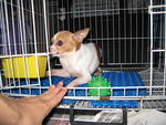 Wish - Chihuahua Dog