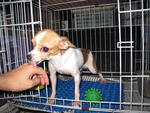 Wish - Chihuahua Dog