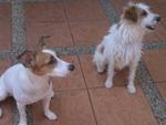 Handsome - Jack Russell Terrier Dog