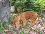 Truffles - English Cocker Spaniel Dog