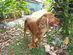 Truffles - English Cocker Spaniel Dog