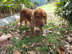 Truffles - English Cocker Spaniel Dog