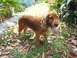 Truffles - English Cocker Spaniel Dog