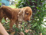 Truffles - English Cocker Spaniel Dog