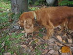 Truffles - English Cocker Spaniel Dog