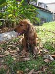 Truffles - English Cocker Spaniel Dog