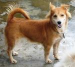 Old: Tag 65 - Adopted - 200903 - Spitz Mix Dog