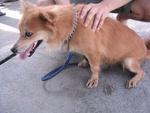 Old: Tag 65 - Adopted - 200903 - Spitz Mix Dog