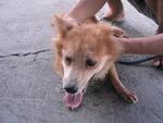 Old: Tag 65 - Adopted - 200903 - Spitz Mix Dog