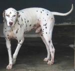 Old: Tag 101 - Dalmatian Dog