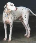 Old: Tag 101 - Dalmatian Dog