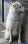 Old: Tag 211 (Rover) - Spitz Mix Dog