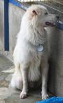 Old: Tag 211 (Rover) - Spitz Mix Dog